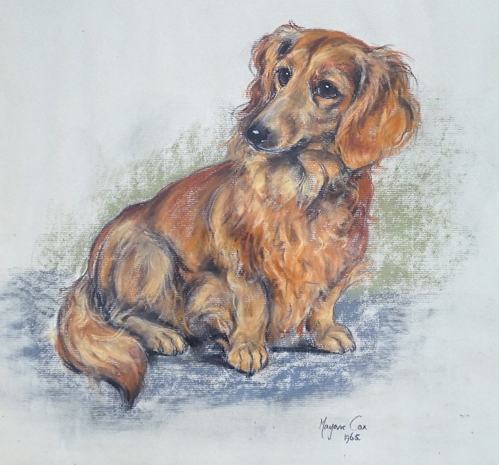 Marjorie Cox (1915-2003), pastel, Portrait of a long-haired daschund, signed and dated 1965, 41 x 43cm